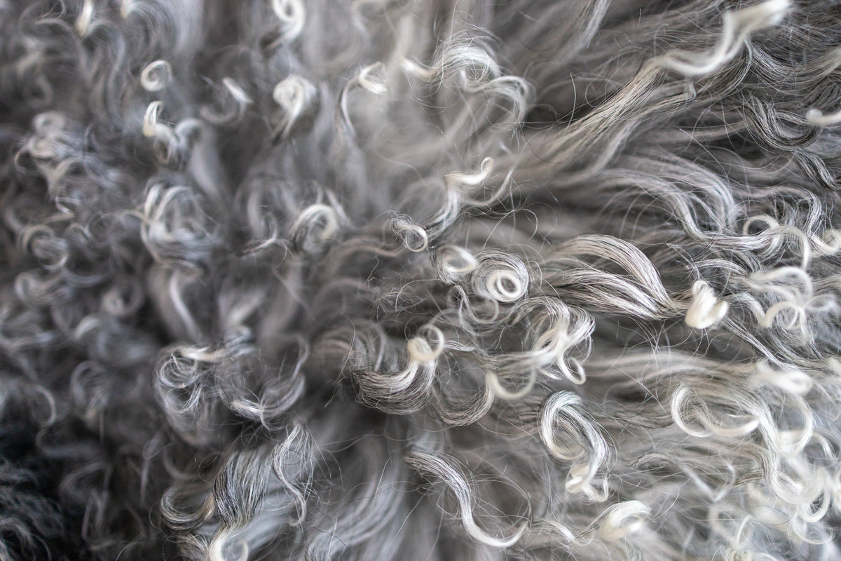 Gros plan sur les boucles grises et blanches de la peau de mouton du Tibet